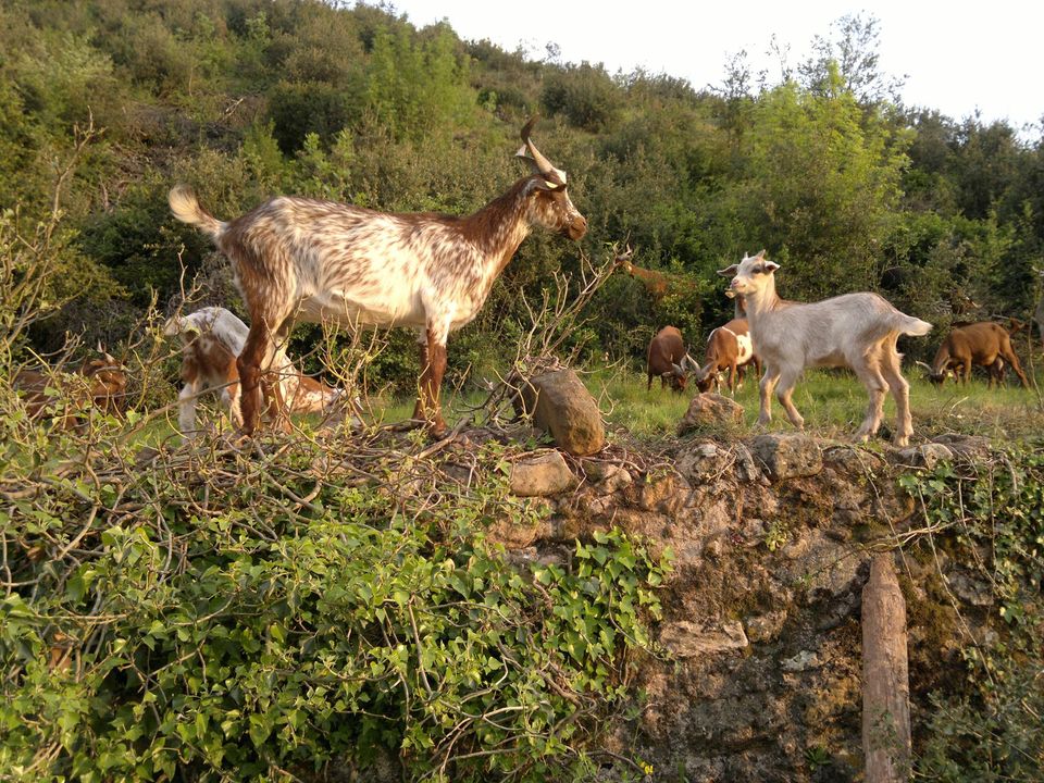 Fromagerie Lou Pastre